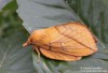 bourovec trávový (Motýli), Euthrix potatoria (Lepidoptera)
